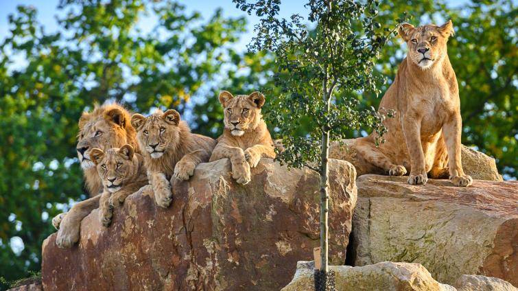 Zoo Zlín má za sebou nejlepší rok v historii