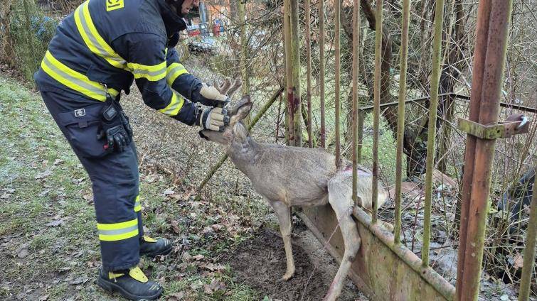 Hasiči v Jaroslavicích vysvobodili zraněného srnce z kovové pasti