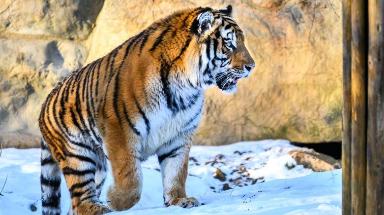 Ozzy se zabydluje v Portugalsku. Tygří samec ze zlínské zoo zamířil do Lisabonu