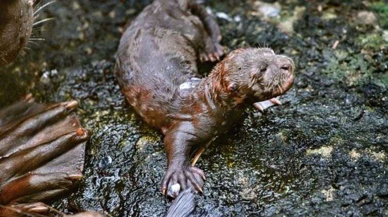Foto: archiv Zoo Zlín