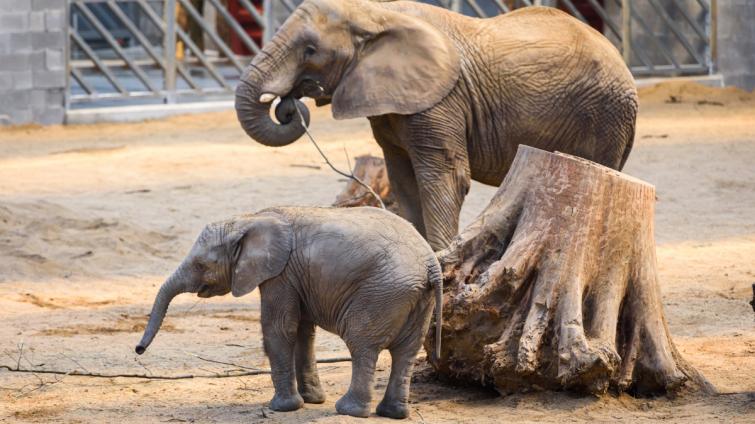  Foto: archiv Zoo Zlín