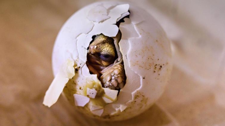 Foto: Archiv Zoo Zlín