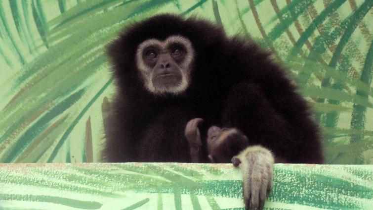 Zoo hlásí nové přírůstky, gibona i zebru