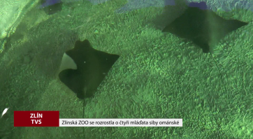 Zlínská ZOO se rozrostla o 4 mláďata siby ománské