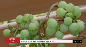 V Kyjově roste vzácnost