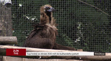 Sup hnědý ze zlínské zoo míří do bulharského pohoří
