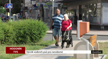 Výcvik vodicích psů pro nevidomé