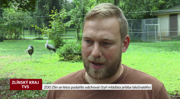 Zoo Zlín se letos podařilo odchovat čtyři mláďata jeřába laločnatého