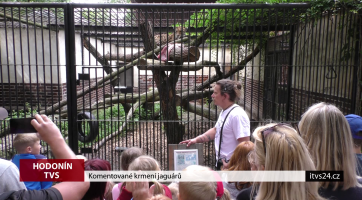 Komentované krmení jaguárů v hodonínské zoo