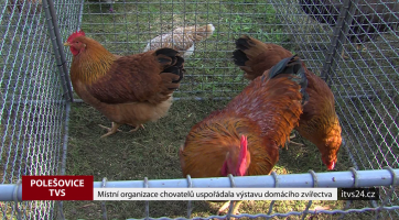 Místní organizace chovatelů uspořádala výstavu domácího zvířectva