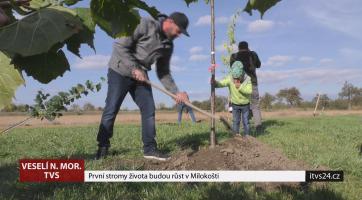 První stromy života budou růst v Milokošti
