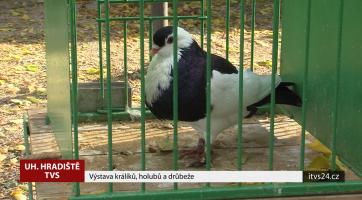 V Hradišti proběhla výstava králíků, holubů a drůbeže