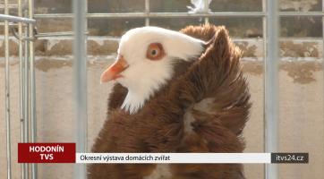 V Hodoníně se konala okresní výstava chovatelů domácích zvířat