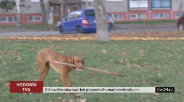 Od nového roku musí být psi povinně označeni mikročipem