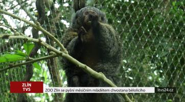 ZOO Zlín se pyšní měsíčním mládětem chvostana bělolícího
