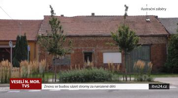 Znovu se budou sázet stromy za narozené děti