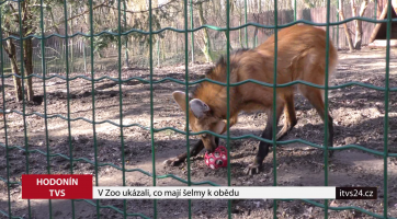 V Zoo Hodonín ukázali, co mají šelmy k obědu