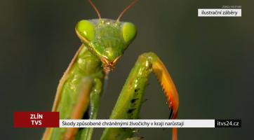 Škody způsobné chráněnými živočichy v kraji narůstají