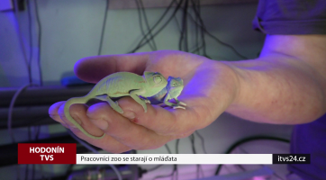 Hodonínská zoo hlásí nové přírůstky