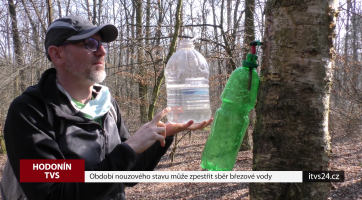 Období nouzového stavu může zpestřit sběr březové vody