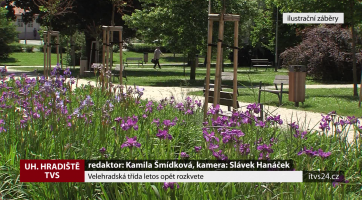 Velehradská třída letos opět rozkvete