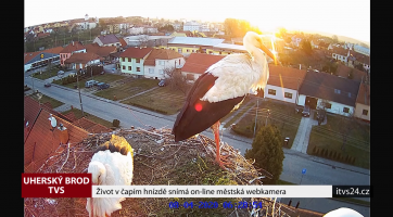 Život v čapím hnízdě snímá on-line webkamera