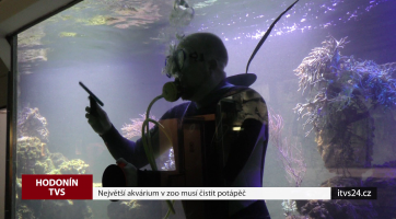 Největší akvárium v zoo musí čistit potápěč