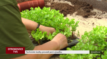 Technické služby provádí jarní výsadbu
