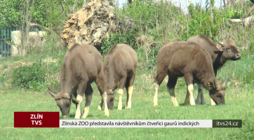 Zlínská ZOO představila návštěvníkům čtveřici gaurů indických