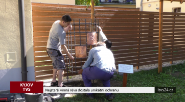 Nejstarší vinná réva dostala unikátní ochranu