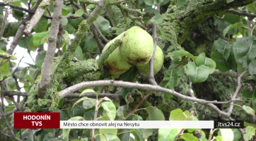 Město chce obnovit alej na Nesytu