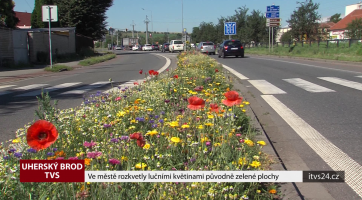 Ve městě rozkvetly lučními květinami původně zelené plochy