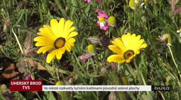 Magazín Uherský Brod 8. 8. 2020