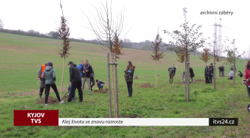 Alej života se znovu rozroste