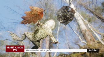 Výstava podvodní fotografie