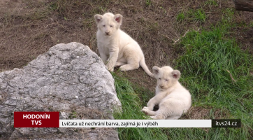 Lvíčata už nechrání barva, zajímá je i výběh
