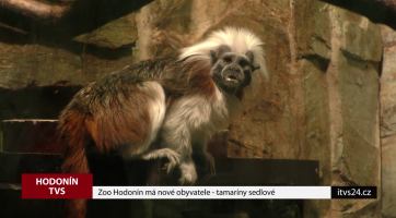 Zoo Hodonín má nové obyvatele - tamaríny sedlové