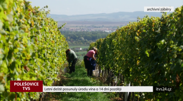 Letní deště posunuly úrodu vína o 14 dní později