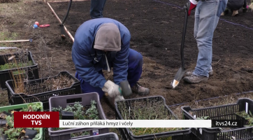 Luční záhon přiláká hmyz i včely