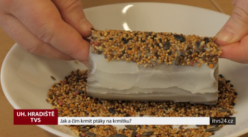 Jak a čím krmit ptáky na krmítku?