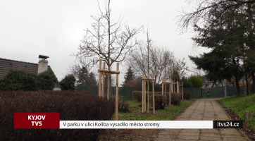 V parku v ulici Koliba vysadilo město stromy