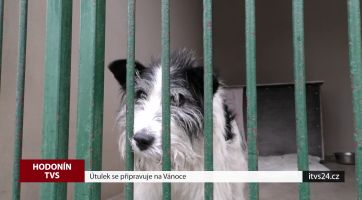 Útulek se připravuje na Vánoce