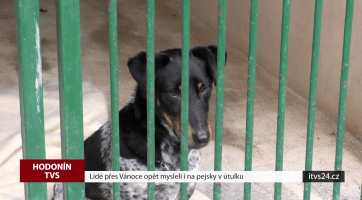 Lidé přes Vánoce opět mysleli i na pejsky v útulku
