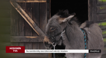 Na návštěvníky zoo čeká osel zakrslý i kůzlata