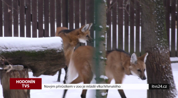 Novým přírůstkem v zoo je mládě vlka hřivnatého