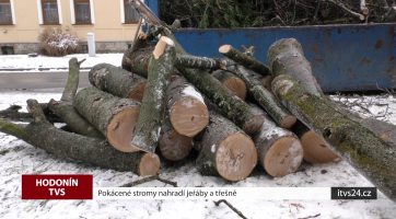 Pokácené stromy nahradí jeřáby a třešně