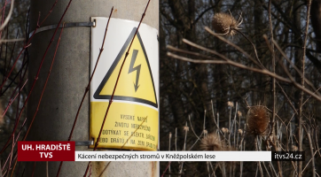 Kácení nebezpečných stromů v Kněžpolském lese
