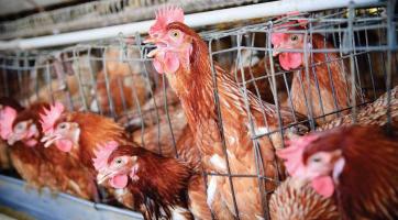 V Osvětimanech bylo potvrzeno další ohnisko ptačí chřipky