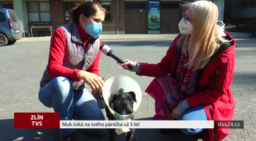 Muk čeká na svého páníčka už 5 let