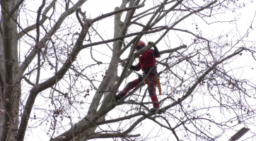 Arboristi ořezali platany na třídě Komenského